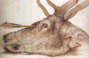 Albrecht Durer The Head of a stag Killed by an arrow oil painting reproduction
